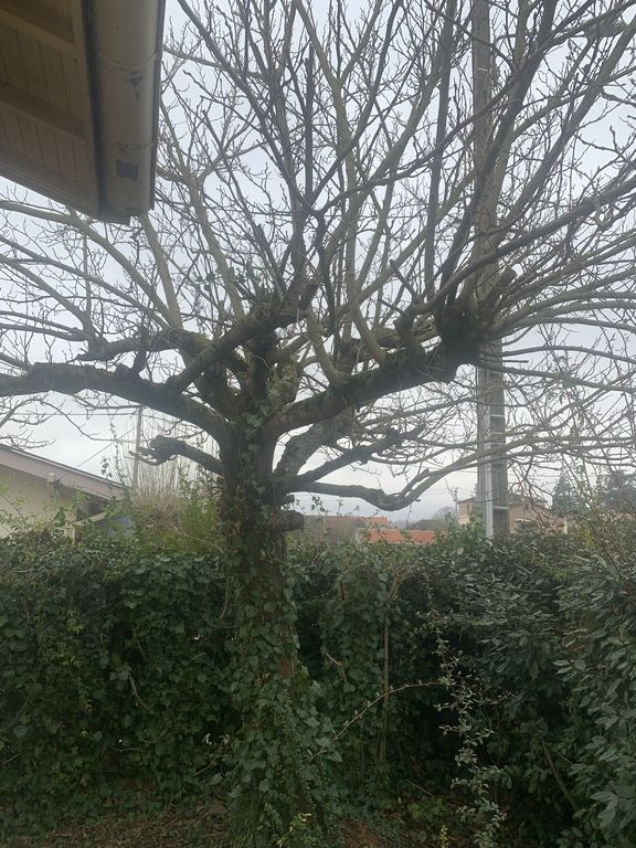 Arbre élagué