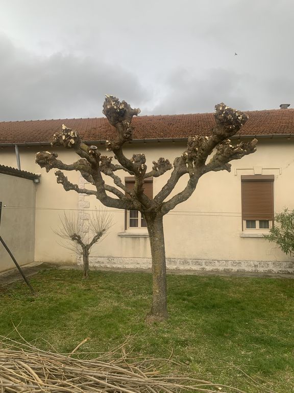 Arbre élagué